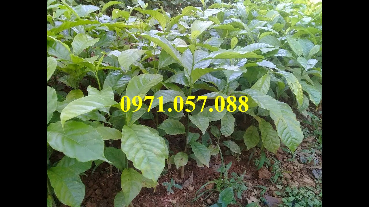 GIỐNG CÂY GIỔI XANH